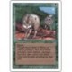 Timber Wolves